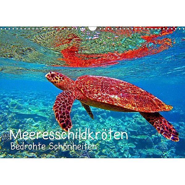 Meeresschildkröten - Bedrohte Schönheiten (Wandkalender 2023 DIN A3 quer), Andrea Heß