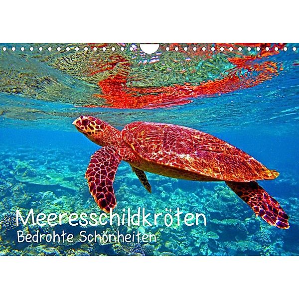Meeresschildkröten - Bedrohte Schönheiten (Wandkalender 2023 DIN A4 quer), Andrea Heß