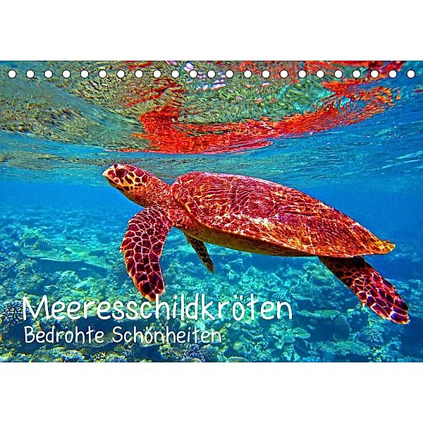 Meeresschildkröten - Bedrohte Schönheiten (Tischkalender 2023 DIN A5 quer), Andrea Heß