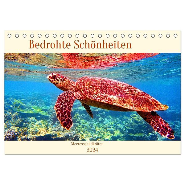 Meeresschildkröten - Bedrohte Schönheiten (Tischkalender 2024 DIN A5 quer), CALVENDO Monatskalender, Andrea Heß