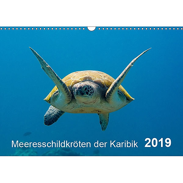Meeresschildkröten der Karibik (Wandkalender 2019 DIN A3 quer), Yvonne Kühnast