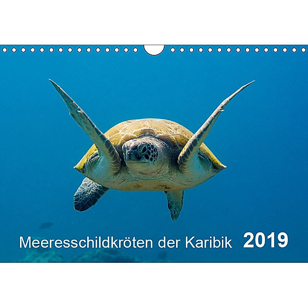 Meeresschildkröten der Karibik (Wandkalender 2019 DIN A4 quer), Yvonne Kühnast