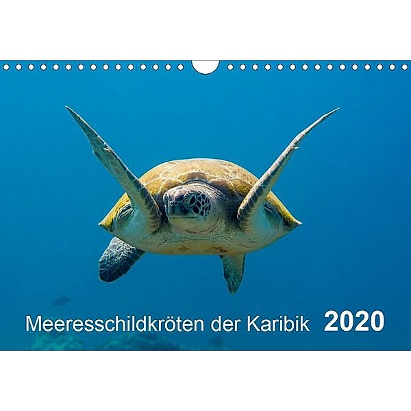 Meeresschildkröten der Karibik (Wandkalender 2020 DIN A4 quer), Yvonne Kühnast, Tilo Kühnast