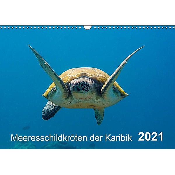 Meeresschildkröten der Karibik (Wandkalender 2021 DIN A3 quer), Yvonne Kühnast