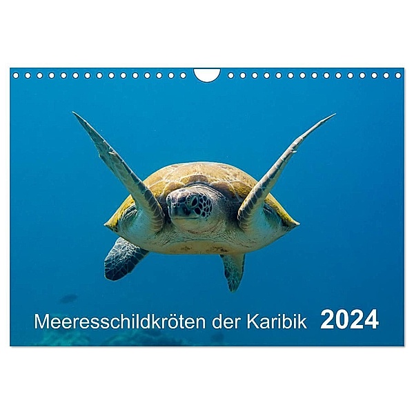 Meeresschildkröten der Karibik (Wandkalender 2024 DIN A4 quer), CALVENDO Monatskalender, Yvonne Kühnast