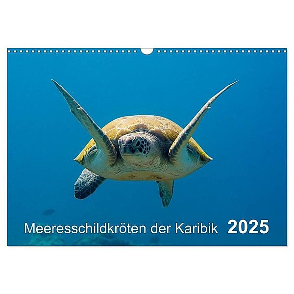 Meeresschildkröten der Karibik (Wandkalender 2025 DIN A3 quer), CALVENDO Monatskalender, Calvendo, Yvonne Kühnast