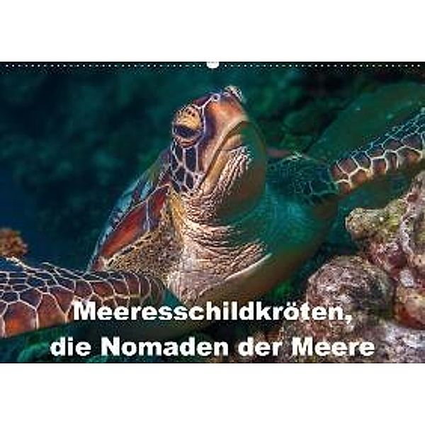 Meeresschildkröten, die Nomaden der Meere (Wandkalender 2016 DIN A2 quer), Dieter Gödecke