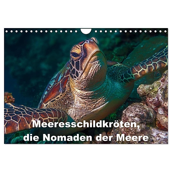 Meeresschildkröten, die Nomaden der Meere (Wandkalender 2024 DIN A4 quer), CALVENDO Monatskalender, Dieter Gödecke