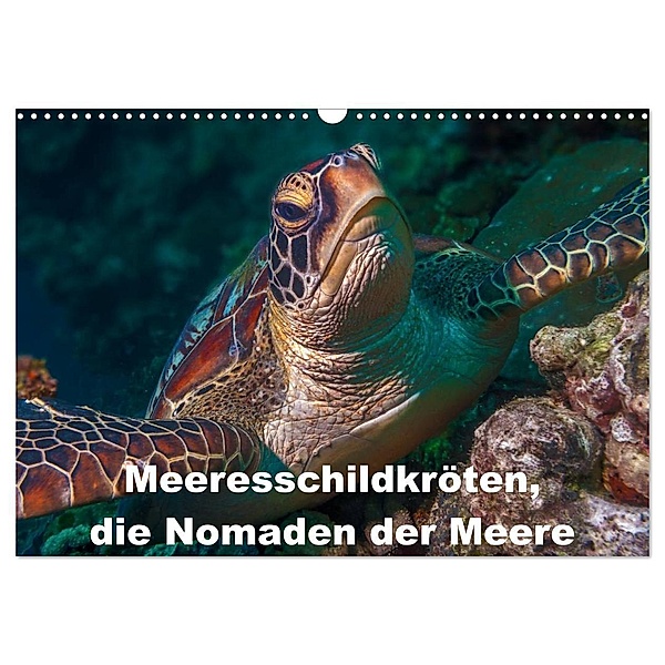 Meeresschildkröten, die Nomaden der Meere (Wandkalender 2024 DIN A3 quer), CALVENDO Monatskalender, Dieter Gödecke