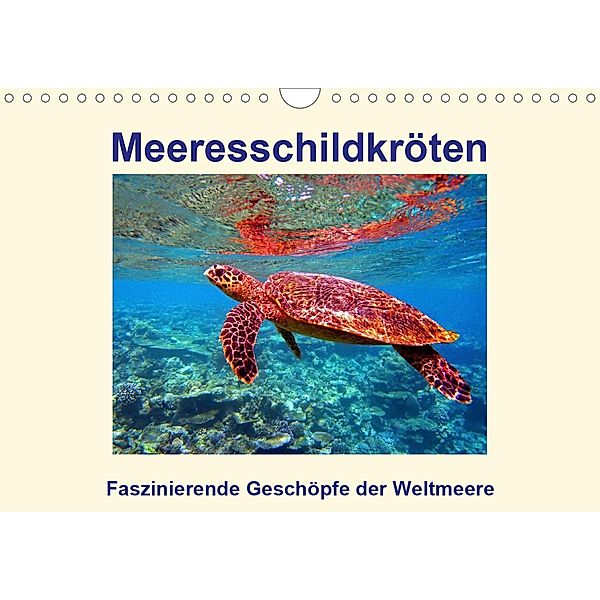 Meeresschildkröten - Faszinierende Geschöpfe der Weltmeere (Wandkalender 2021 DIN A4 quer), Andrea Hess