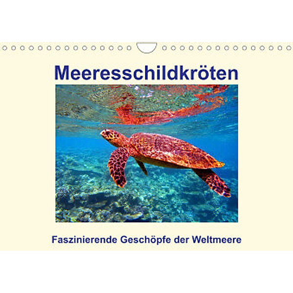 Meeresschildkröten - Faszinierende Geschöpfe der Weltmeere (Wandkalender 2022 DIN A4 quer), Andrea Heß