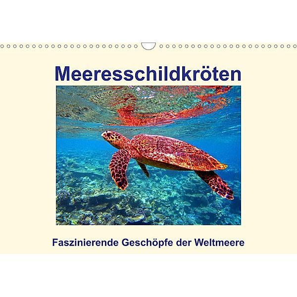 Meeresschildkröten - Faszinierende Geschöpfe der Weltmeere (Wandkalender 2023 DIN A3 quer), Andrea Heß