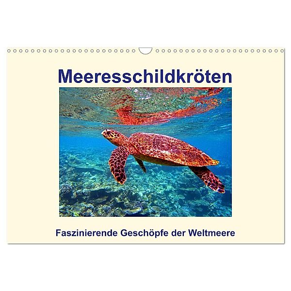 Meeresschildkröten - Faszinierende Geschöpfe der Weltmeere (Wandkalender 2024 DIN A3 quer), CALVENDO Monatskalender, Andrea Heß