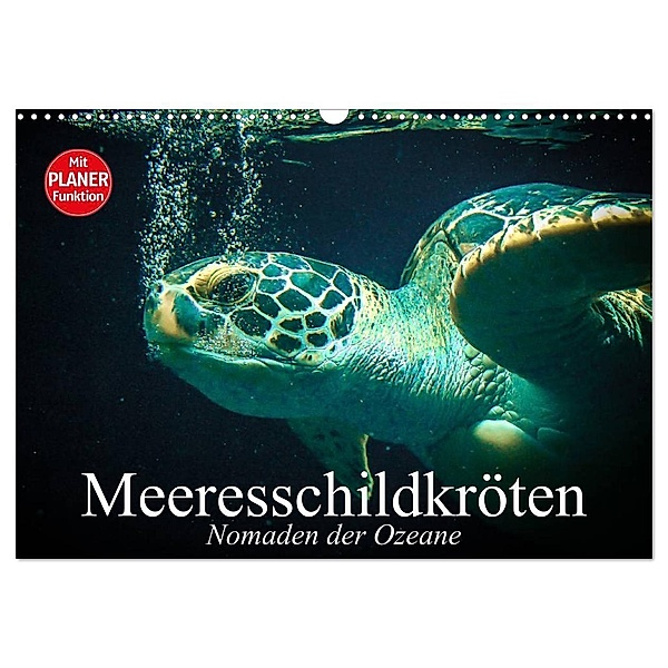 Meeresschildkröten. Nomaden der Ozeane (Wandkalender 2024 DIN A3 quer), CALVENDO Monatskalender, Elisabeth Stanzer