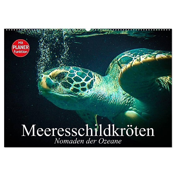 Meeresschildkröten. Nomaden der Ozeane (Wandkalender 2024 DIN A2 quer), CALVENDO Monatskalender, Elisabeth Stanzer