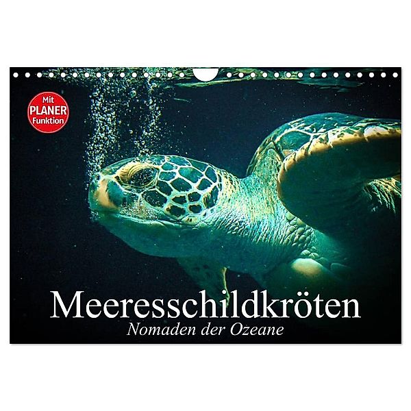Meeresschildkröten. Nomaden der Ozeane (Wandkalender 2024 DIN A4 quer), CALVENDO Monatskalender, Elisabeth Stanzer