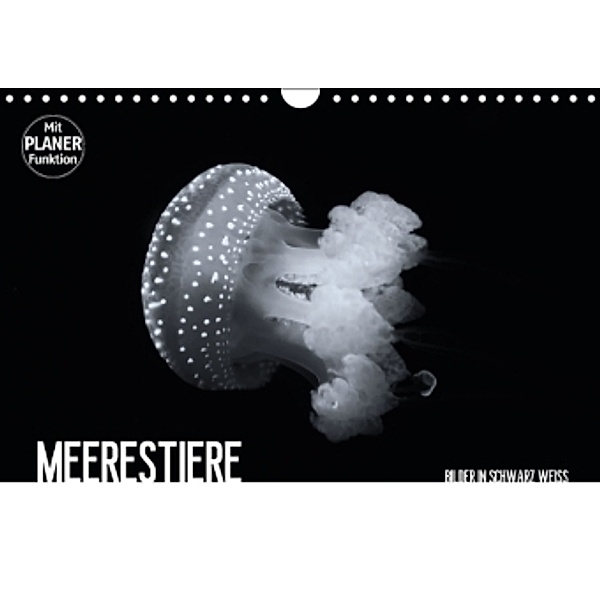 Meerestiere Bilder in Schwarz Weiss (Wandkalender 2016 DIN A4 quer), Dirk Meutzner