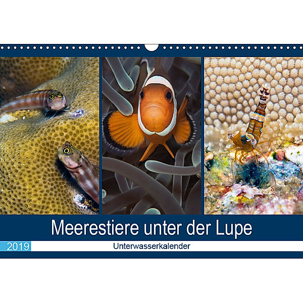 Meerestiere unter der Lupe - Unterwasserkalender (Wandkalender 2019 DIN A3 quer), Sven Gruse