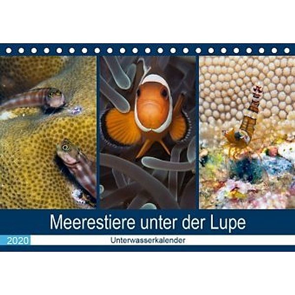 Meerestiere unter der Lupe - Unterwasserkalender (Tischkalender 2020 DIN A5 quer), Sven Gruse