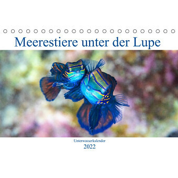 Meerestiere unter der Lupe - Unterwasserkalender (Tischkalender 2022 DIN A5 quer), Sven Gruse
