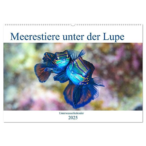 Meerestiere unter der Lupe - Unterwasserkalender (Wandkalender 2025 DIN A2 quer), CALVENDO Monatskalender, Calvendo, Sven Gruse
