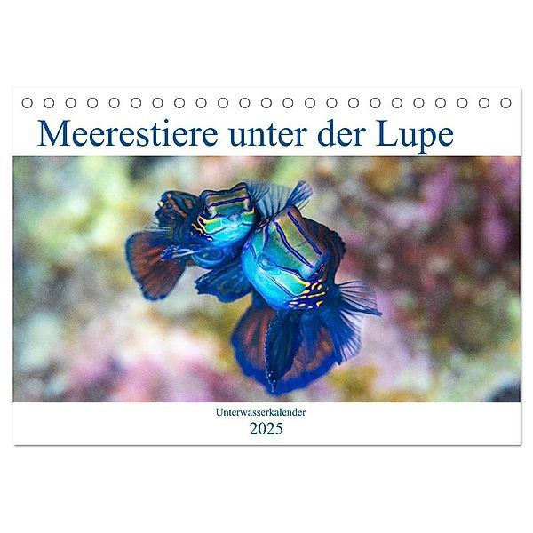 Meerestiere unter der Lupe - Unterwasserkalender (Tischkalender 2025 DIN A5 quer), CALVENDO Monatskalender, Calvendo, Sven Gruse