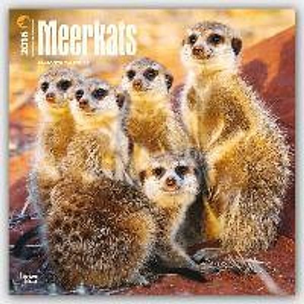 Meerkats 2016