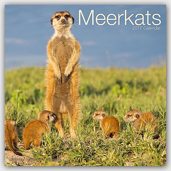 Meerkats Calendar 2017, Avonside Publishing Ltd.