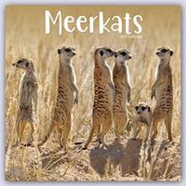Meerkats - Erdmännchen 2023 - 16-Monatskalender, Avonside Publishing Ltd