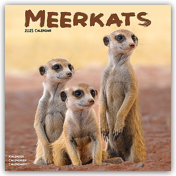 Meerkats - Erdmännchen 2025 - 16-Monatskalender, Avonside Publishing Ltd