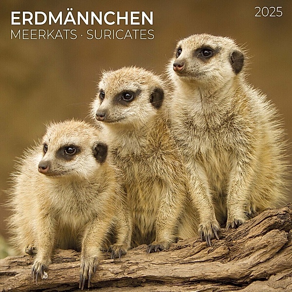 Meerkats/Erdmännchen 2025
