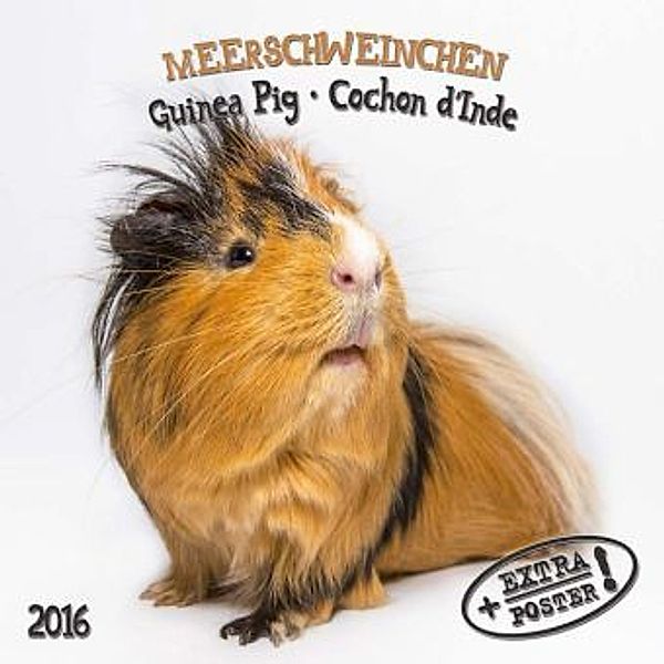 Meerschweinchen 2016. Guinea Pig. Cochon d'Inde