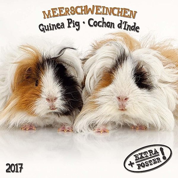 Meerschweinchen 2017