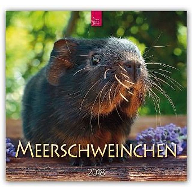 Meerschweinchen 2018 - Kalender günstig bei Weltbild.de bestellen