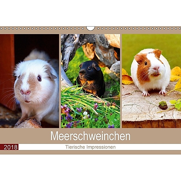 Meerschweinchen 2018. Tierische Impressionen (Wandkalender 2018 DIN A3 quer), Steffani Lehmann