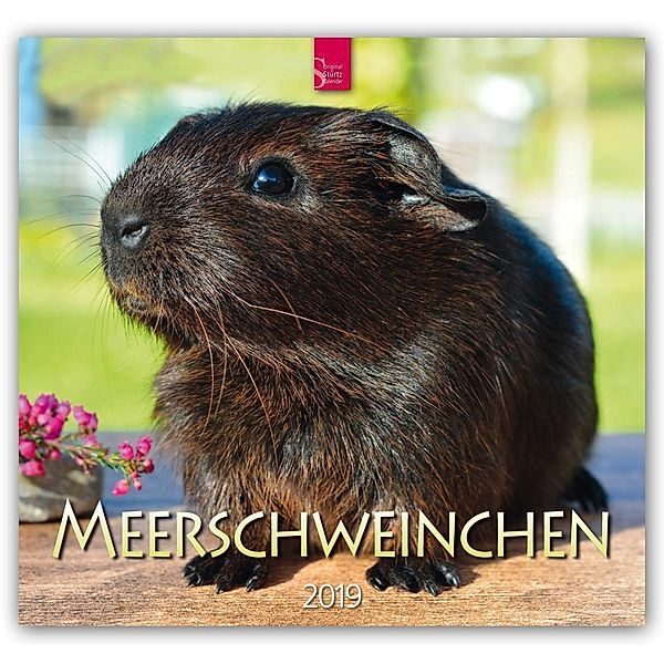 Meerschweinchen 2019