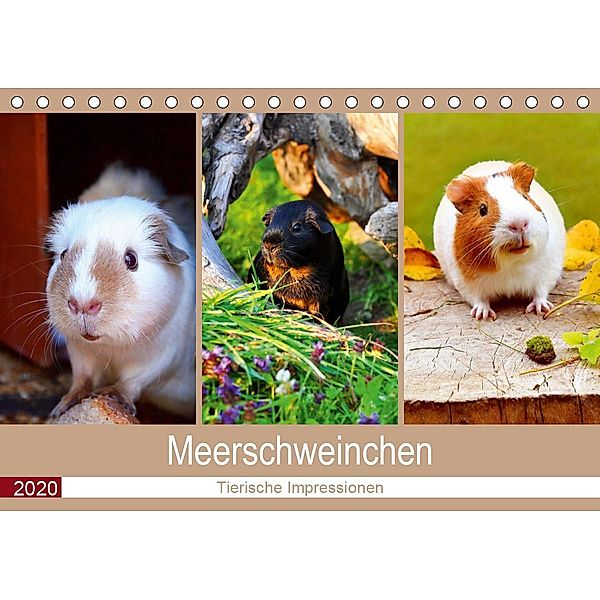 Meerschweinchen 2020. Tierische Impressionen (Tischkalender 2020 DIN A5 quer), Steffani Lehmann