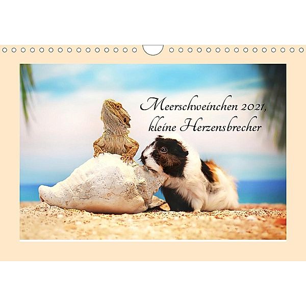Meerschweinchen 2021, kleine Herzensbrecher (Wandkalender 2021 DIN A4 quer), Anja Foto Grafia Fotografie