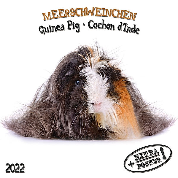 Meerschweinchen 2022