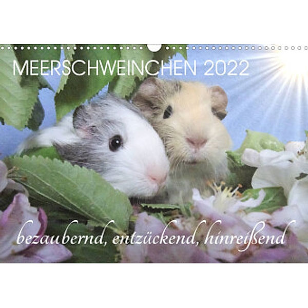 Meerschweinchen 2022 - bezaubernd, hinreißend, entzückend (Wandkalender 2022 DIN A3 quer), Sabine Hampe-Neves