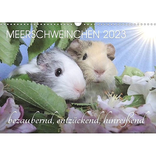 Meerschweinchen 2023 - bezaubernd, hinreißend, entzückend (Wandkalender 2023 DIN A3 quer), Sabine Hampe-Neves