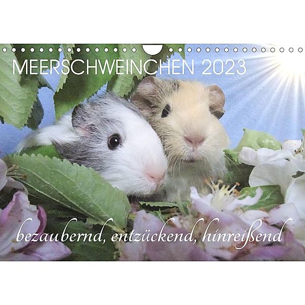 Meerschweinchen 2023 - bezaubernd, hinreißend, entzückend (Wandkalender 2023 DIN A4 quer), Sabine Hampe-Neves