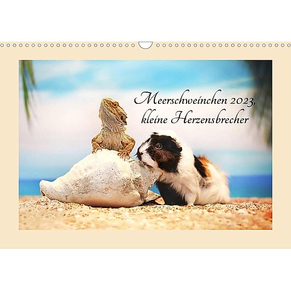 Meerschweinchen 2023, kleine Herzensbrecher (Wandkalender 2023 DIN A3 quer), Anja Foto Grafia Fotografie