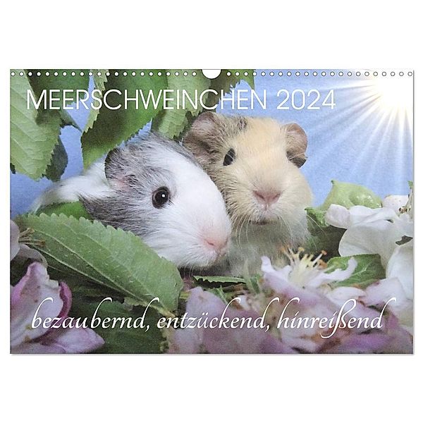 Meerschweinchen 2024 - bezaubernd, hinreißend, entzückend (Wandkalender 2024 DIN A3 quer), CALVENDO Monatskalender, Sabine Hampe-Neves