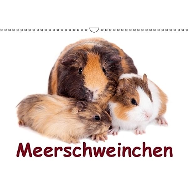 Meerschweinchen / Geburtstagskalender (Wandkalender 2015 DIN A3 quer), Elisabeth Stanzer