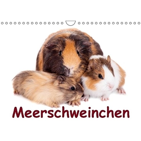Meerschweinchen / Geburtstagskalender (Wandkalender 2015 DIN A4 quer), Elisabeth Stanzer