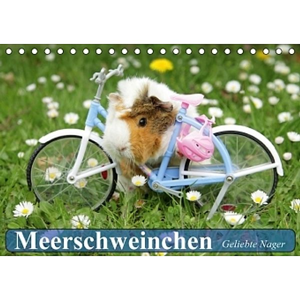 Meerschweinchen. Geliebte Nager (Tischkalender 2016 DIN A5 quer), Elisabeth Stanzer