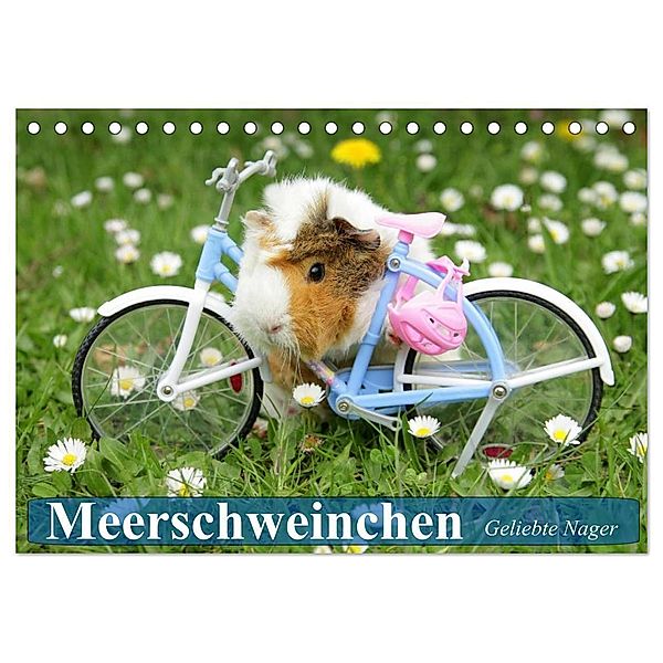 Meerschweinchen. Geliebte Nager (Tischkalender 2024 DIN A5 quer), CALVENDO Monatskalender, Elisabeth Stanzer