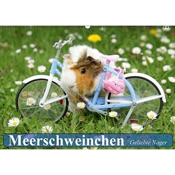 Meerschweinchen. Geliebte Nager (Wandkalender 2016 DIN A2 quer), Elisabeth Stanzer