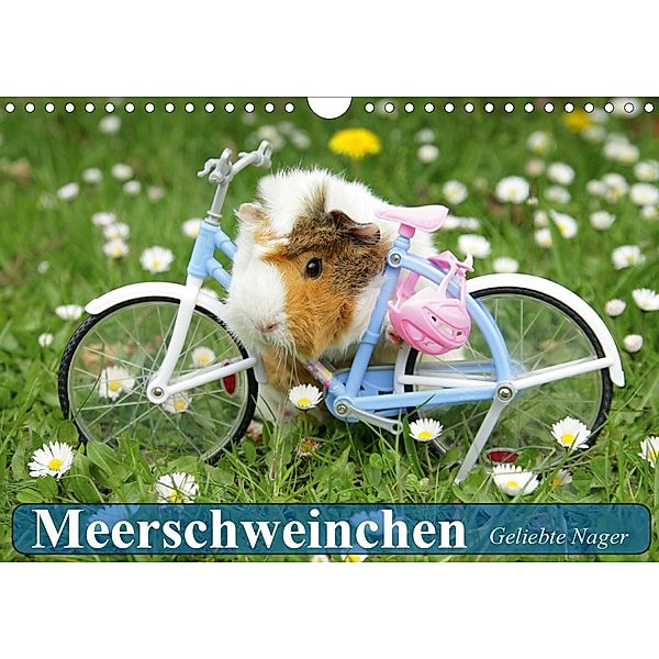 Meerschweinchen. Geliebte Nager (Wandkalender 2021 DIN A4 quer), Elisabeth Stanzer